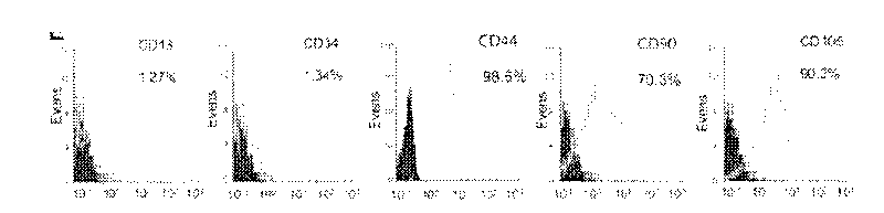 Method for inducing transformation of totipotent stem cells into mesenchymal stem cells