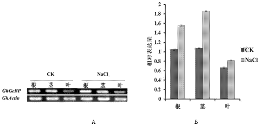 Cotton stress response-related protein ghgebp and its coding gene and application
