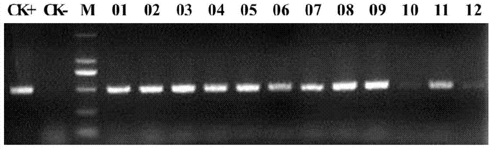 Cotton stress response-related protein ghgebp and its coding gene and application