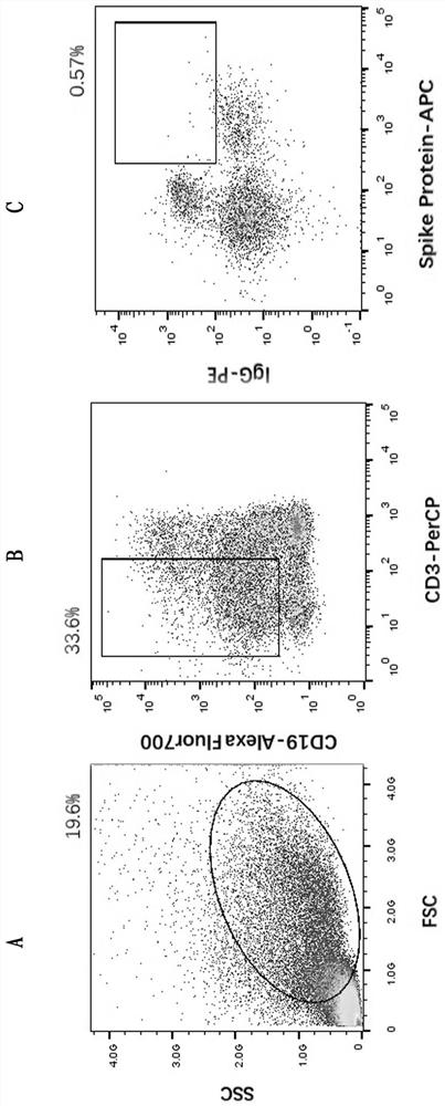 Highly neutralizing active anti-sars-cov-2 fully human monoclonal antibody targeting rbd and its application