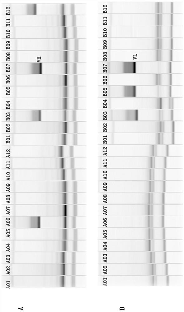 Highly neutralizing active anti-sars-cov-2 fully human monoclonal antibody targeting rbd and its application