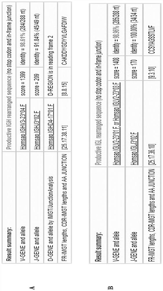 Highly neutralizing active anti-sars-cov-2 fully human monoclonal antibody targeting rbd and its application