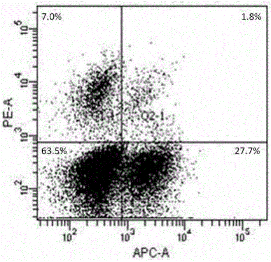 Afp158-166 specific tcr gene and its transgenic T cell, in vitro proliferation method and application