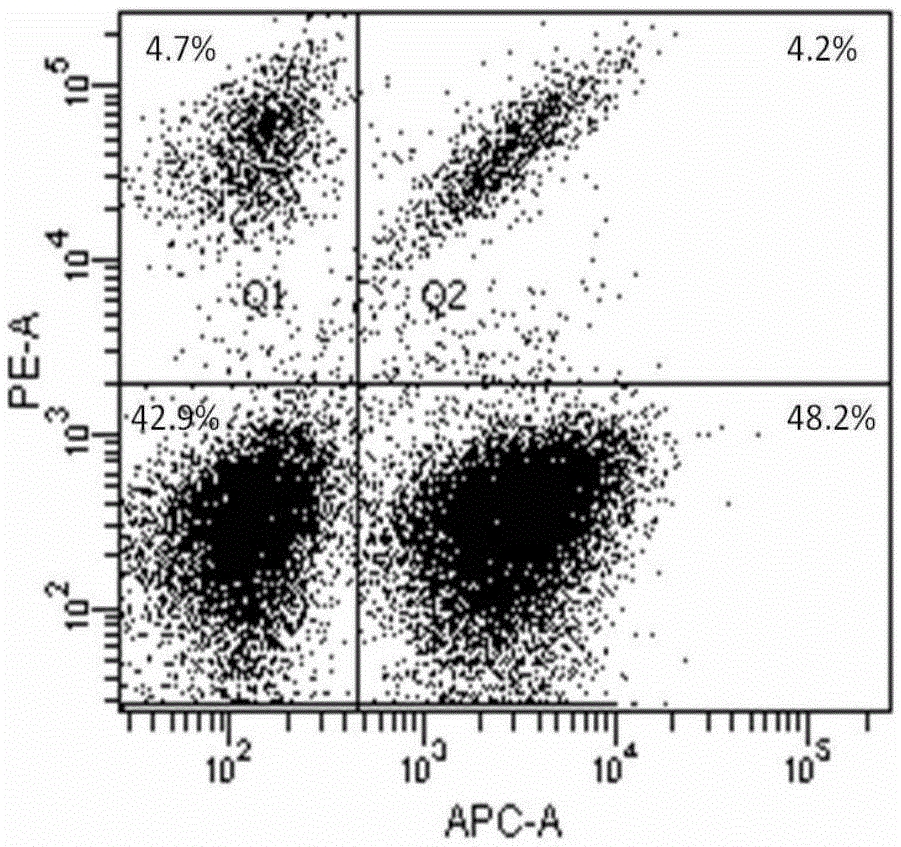 Afp158-166 specific tcr gene and its transgenic T cell, in vitro proliferation method and application