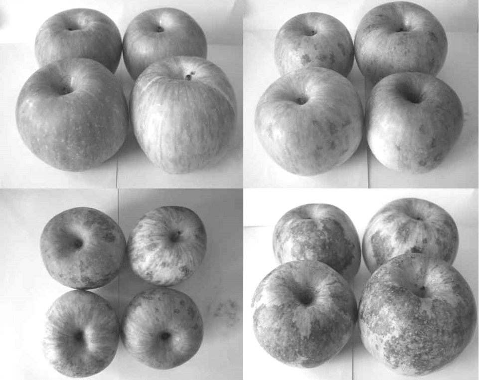 Rapid prediction technology for epidermis diseases at last storage stage of apples