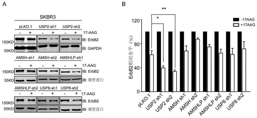 Combined use of USP2 and HSP90 inhibitors to inhibit the growth of ERBB2-positive breast cancer