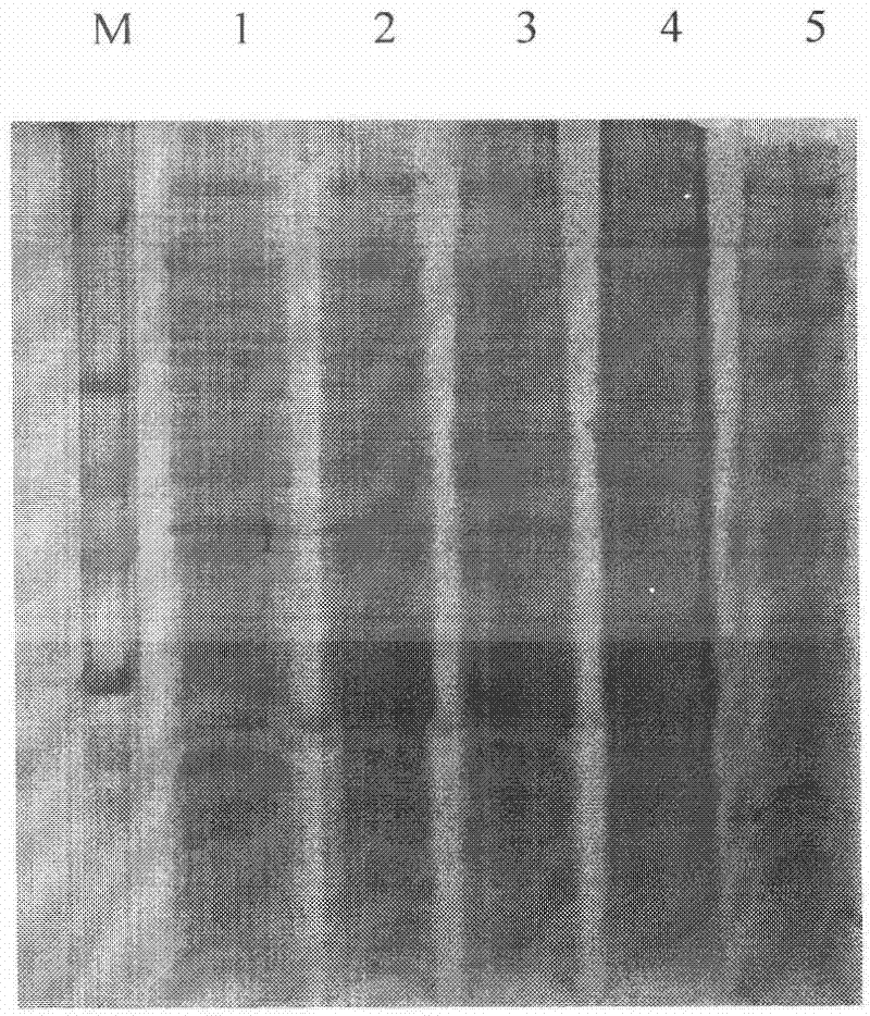 Method for preparing cecropins AD and frog Buforin II fusion antimicrobial peptide by using hydroxylamine cutting method, and uses thereof