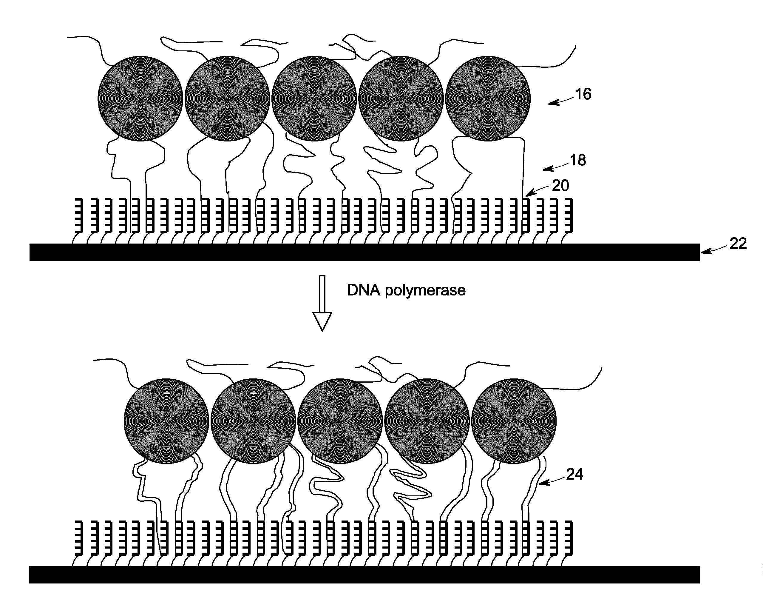 Isothermal amplification of nucleic acid using primers comprising a randomized sequence and specific primers and uses thereof