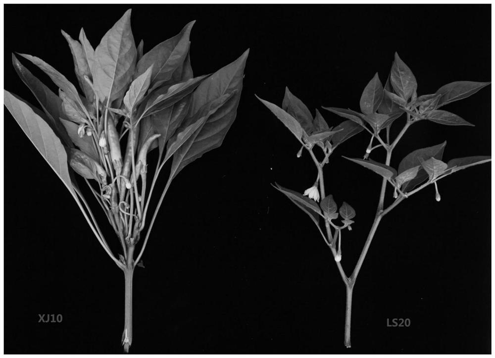 A kind of indel molecular marker closely linked with pepper cluster inflorescence gene, primer and application