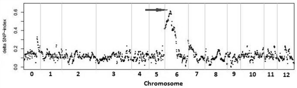 A kind of indel molecular marker closely linked with pepper cluster inflorescence gene, primer and application