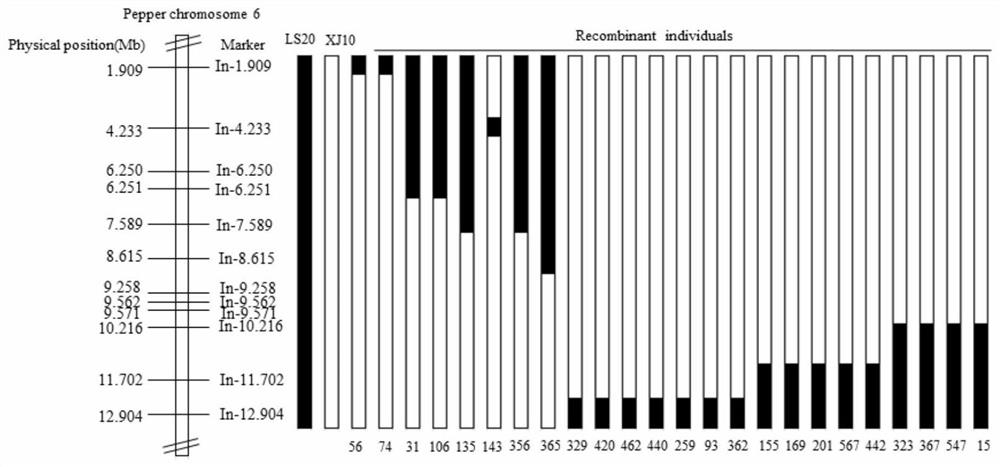 A kind of indel molecular marker closely linked with pepper cluster inflorescence gene, primer and application