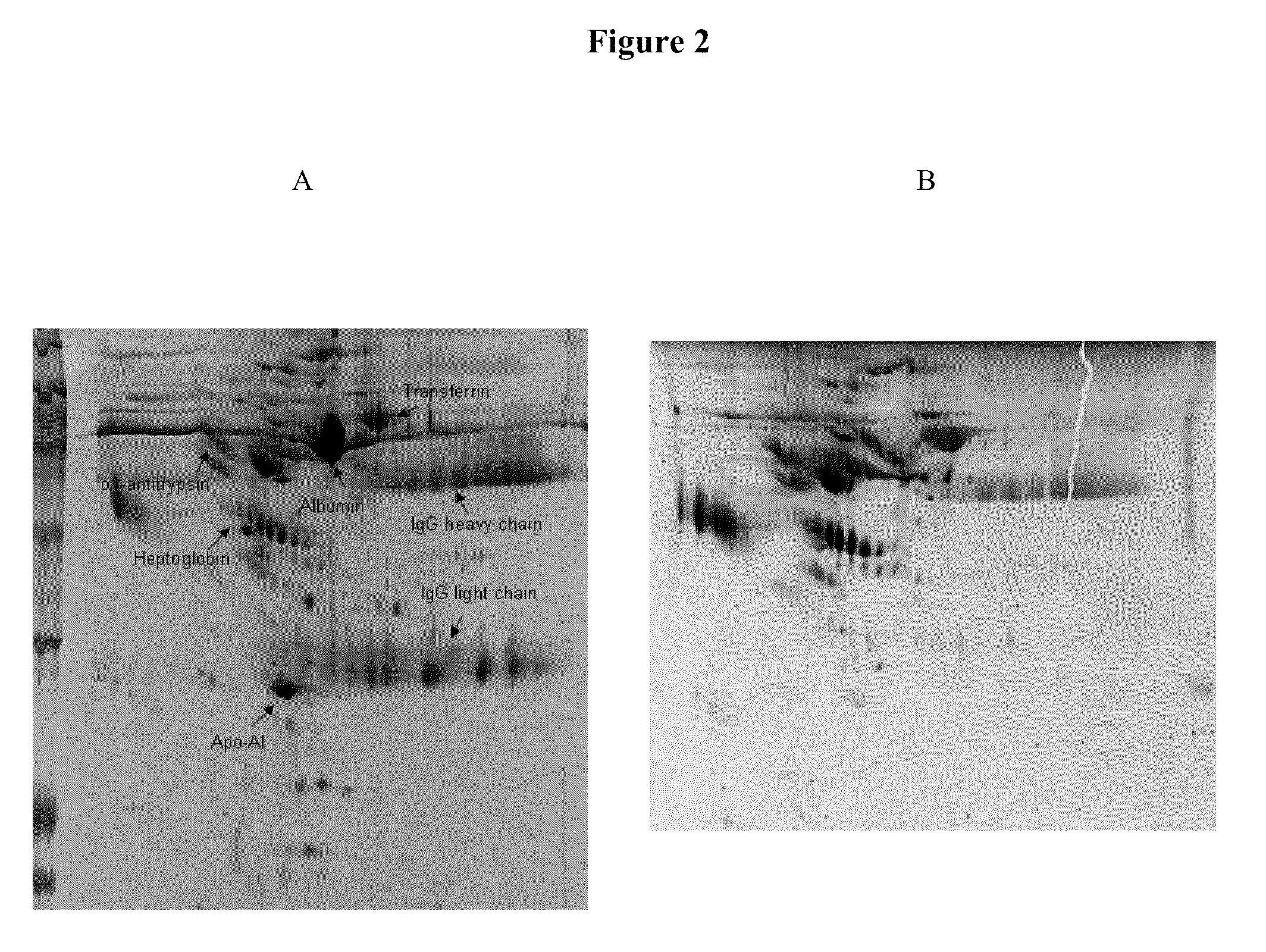 Methods and compositions for the identification of cancer markers