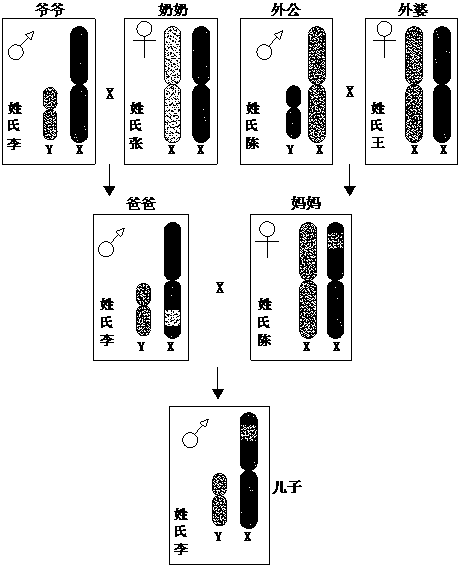 Human Y chromosome SNP typing method using high-throughput DNA hybrid chip