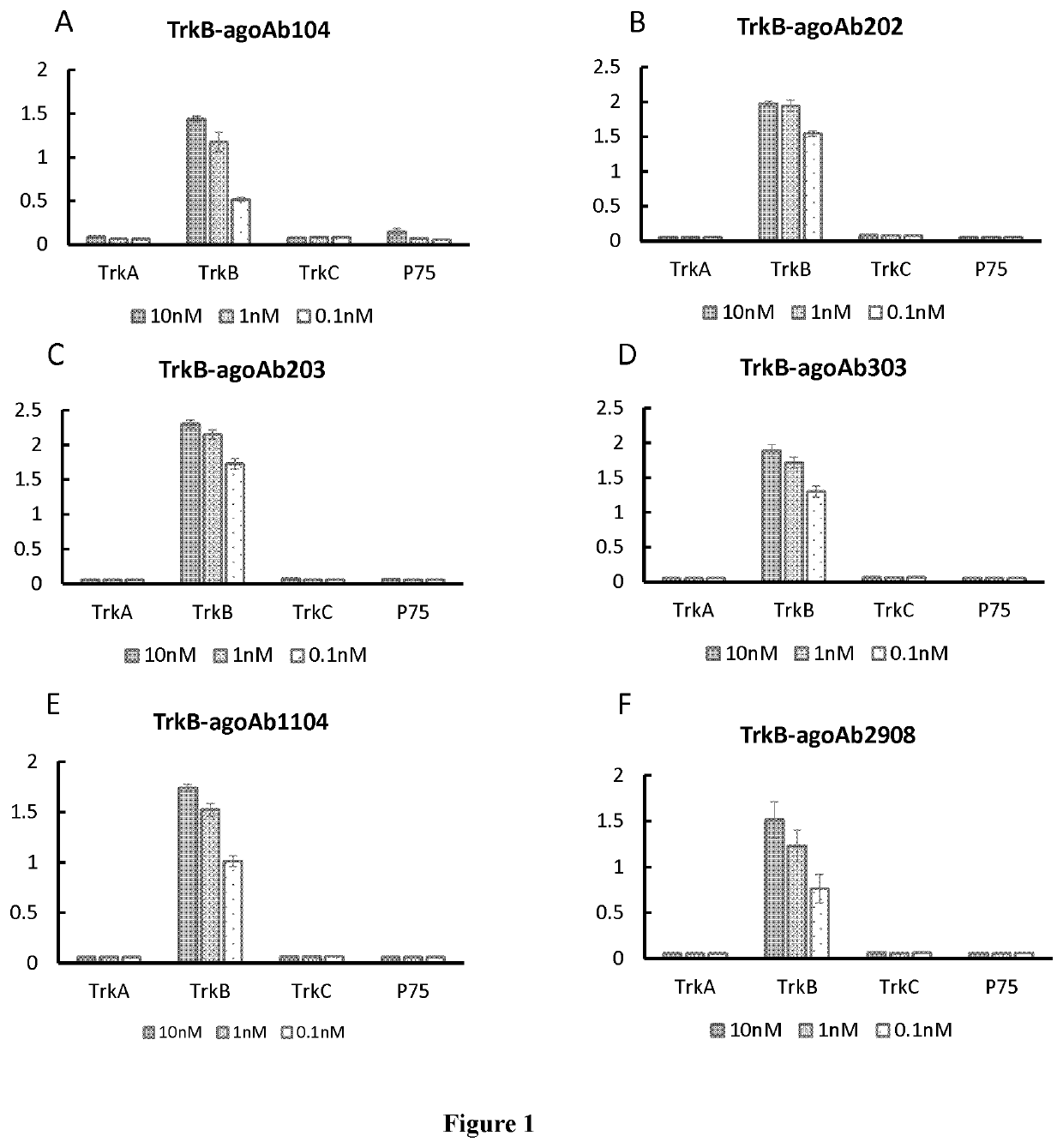 Novel Anti-trkb antibodies