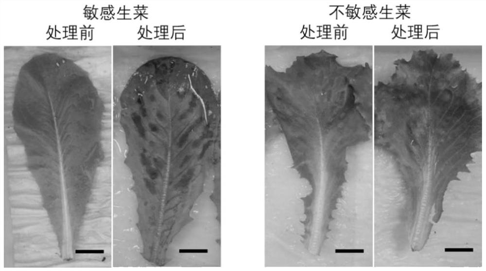 Separated lettuce Tr gene and application thereof in controlling allergic reaction of lettuce to triazinam