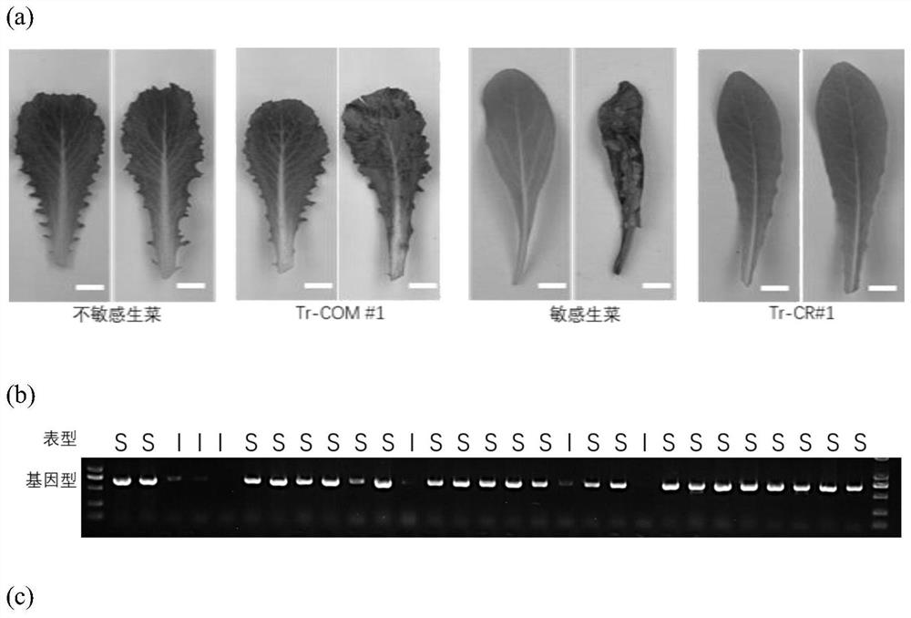Separated lettuce Tr gene and application thereof in controlling allergic reaction of lettuce to triazinam