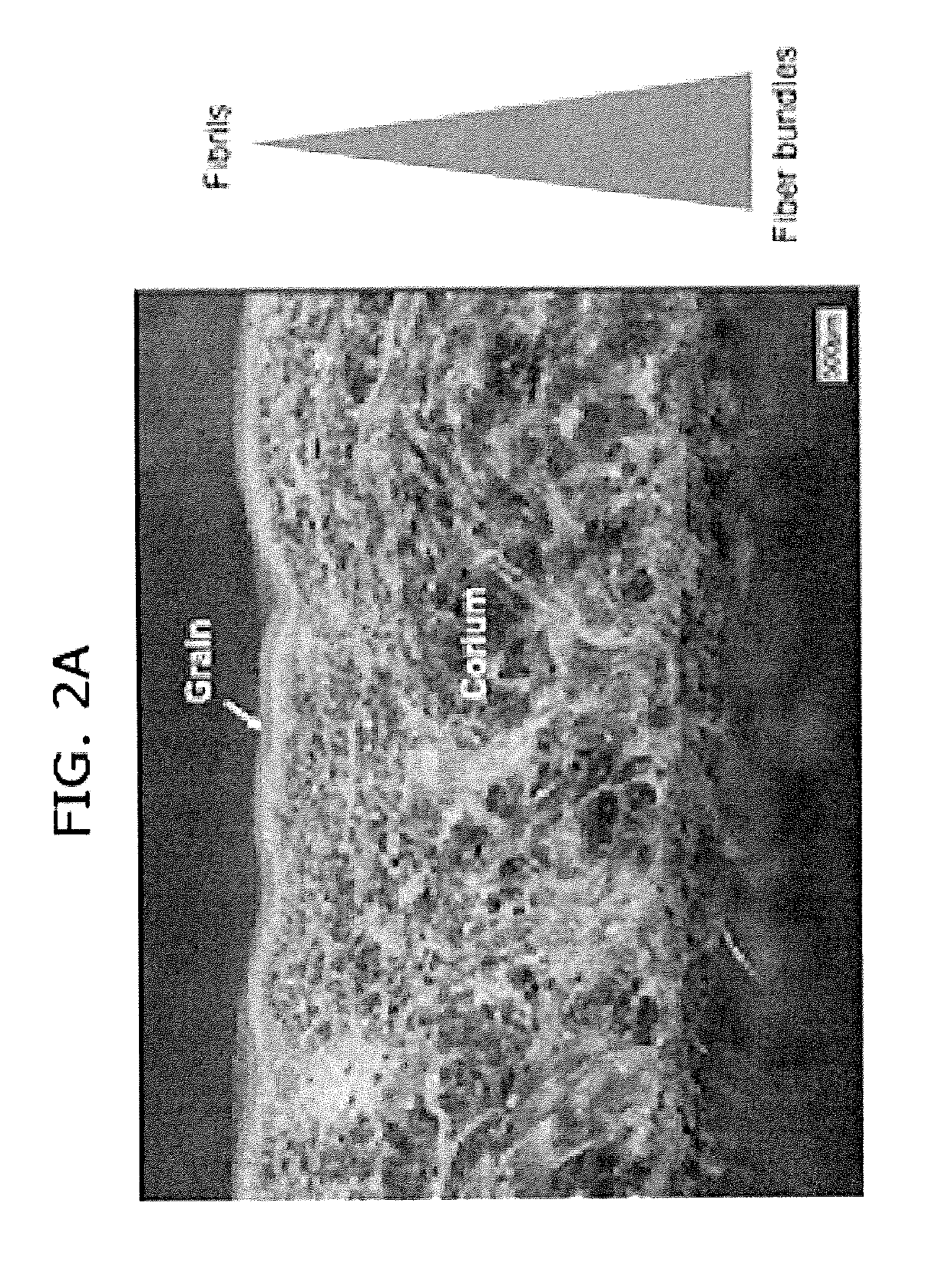 Biofabricated material containing collagen fibrils