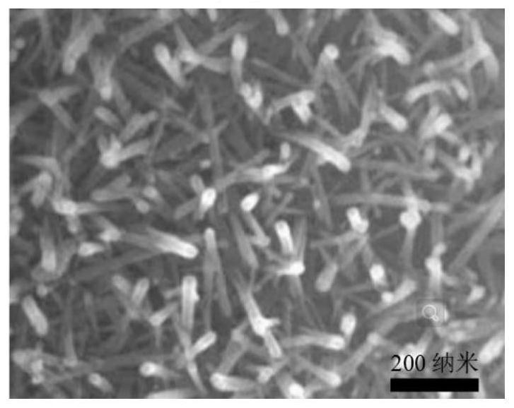 Tantalum coating orthopedic implant material, preparation method thereof and orthopedic implant