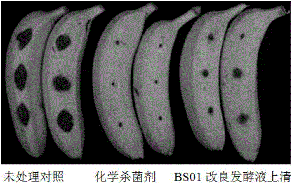 Bacillus substilis BS01 and inoculant thereof, as well as application of bacillus substilis BS01 to inhibition of picked fruit pathogenic bacteria