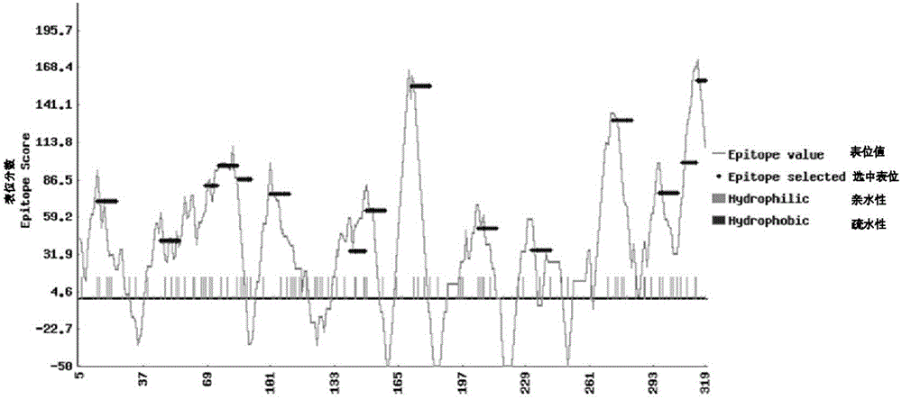 Preparing and identification method for chrysanthemum CmACO gene monoclonal antibodies