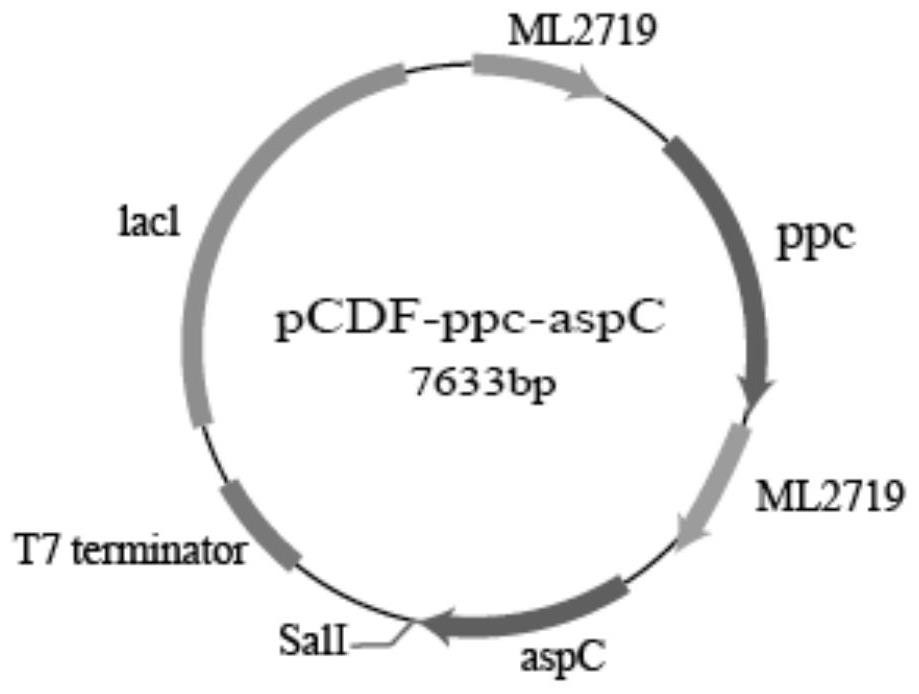 Recombinant escherichia coli as well as preparation method and application thereof