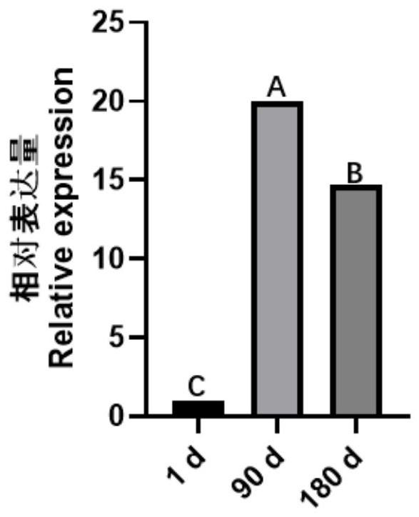 Marker Lnc-482286 related to porcine skeletal muscle satellite cell proliferation, and application of marker Lnc-482286