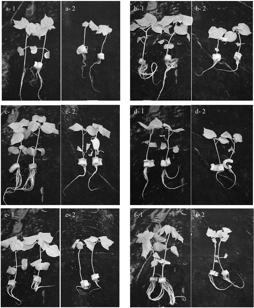 Method for resistance identification of semi-wild cotton on secondary salinization in seedling stage for water culture