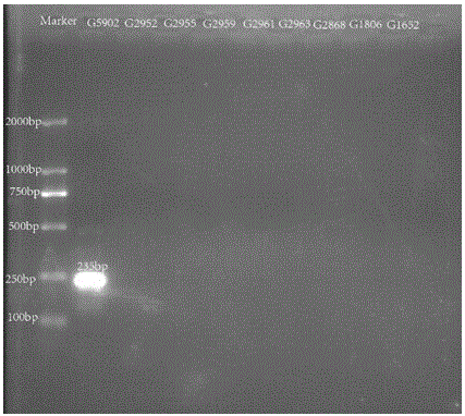 Nucleotide specific to hafinia alvei G5902, G5903, G5904 and G5906, and application of nucleotide