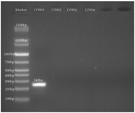 Nucleotide specific to hafinia alvei G5902, G5903, G5904 and G5906, and application of nucleotide