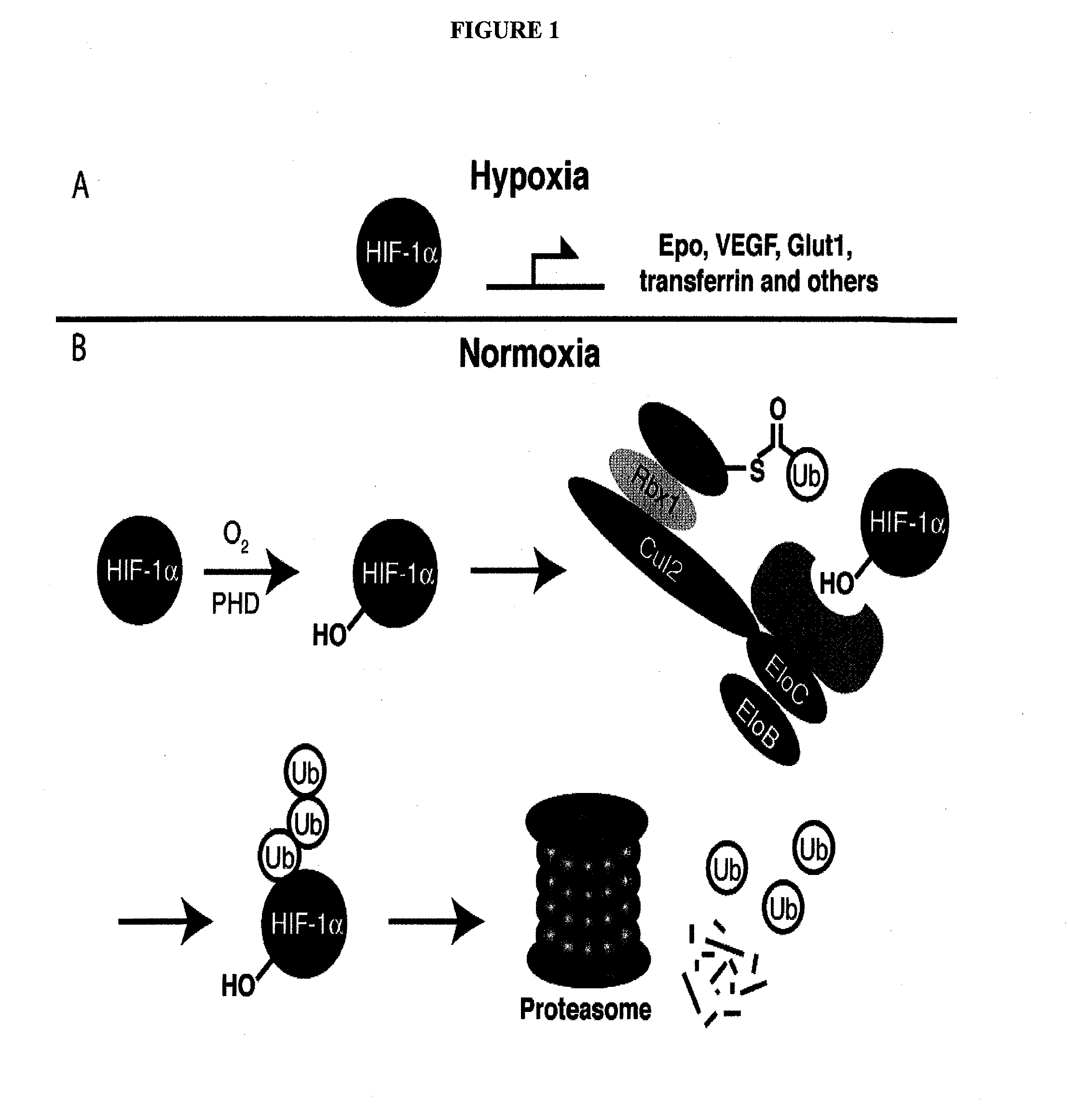 Compounds & Methods for the Enhanced Degradation of Targeted Proteins & Other Polypeptides by an E3 Ubiquitin Ligase