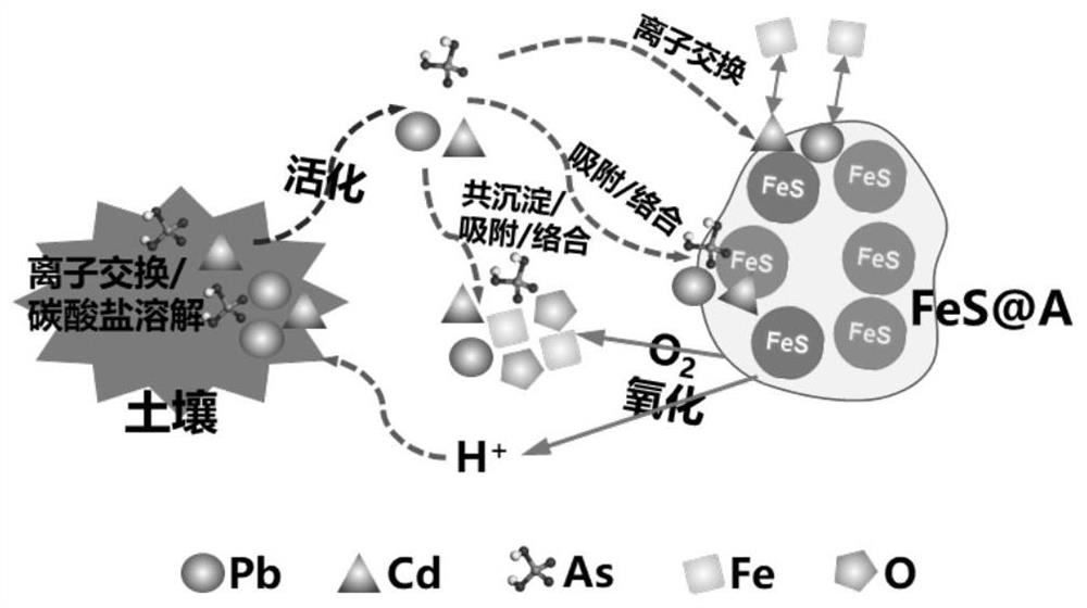 Heavy metal stabilizing material in polluted soil as well as preparation method and application of heavy metal stabilizing material