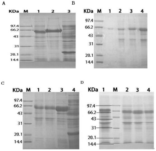 Riemeria anatipestifer ompa/motb truncated recombinant protein, its antibody, preparation method and application