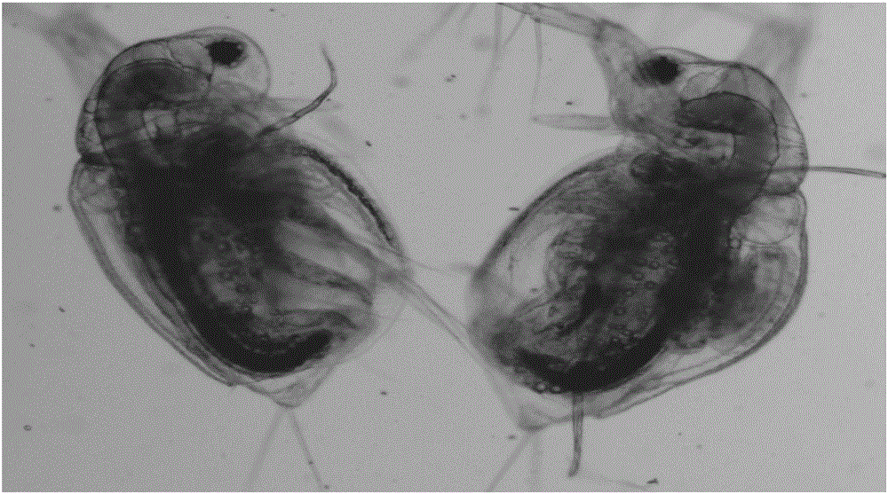 Method for improving daphnia growth and propagation capacity and enhancing bait nutrition performance