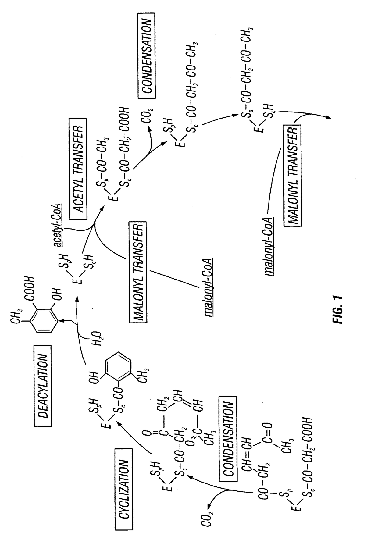 Recombinant production systems for aromatic molecules