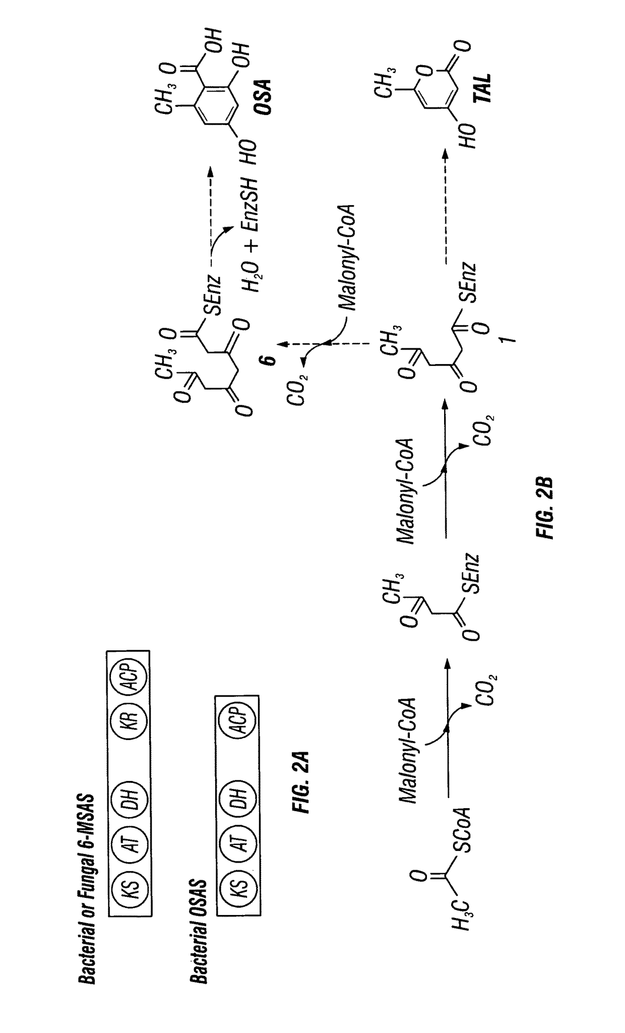 Recombinant production systems for aromatic molecules