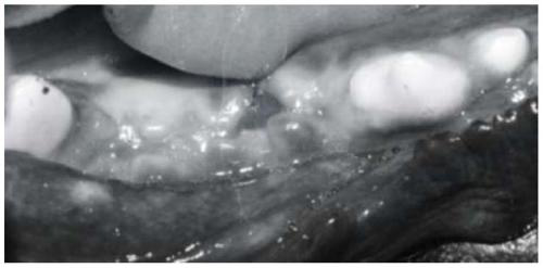Oral hemostasis and repair material and preparation method thereof