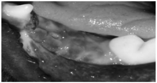 Oral hemostasis and repair material and preparation method thereof
