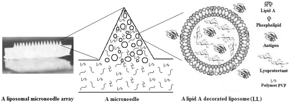 Microneedle array vaccine adjuvant transmission system built by using lipid modifying carrier