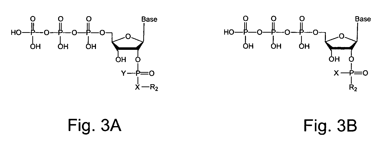 2′-terminator related pyrophosphorolysis activated polymerization