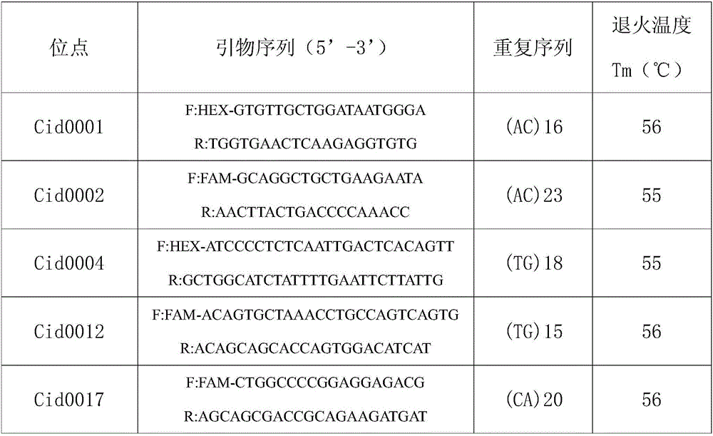 Fish growth and multiple resistance property integrated breeding and verification method