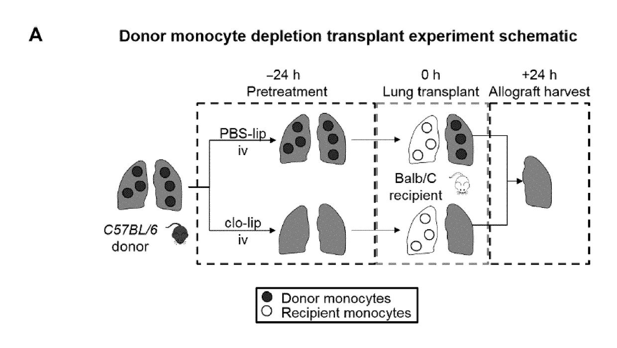 Pulmonary intravascular non-classical monocytes mediate lung transplant ischemia-reperfusion injury