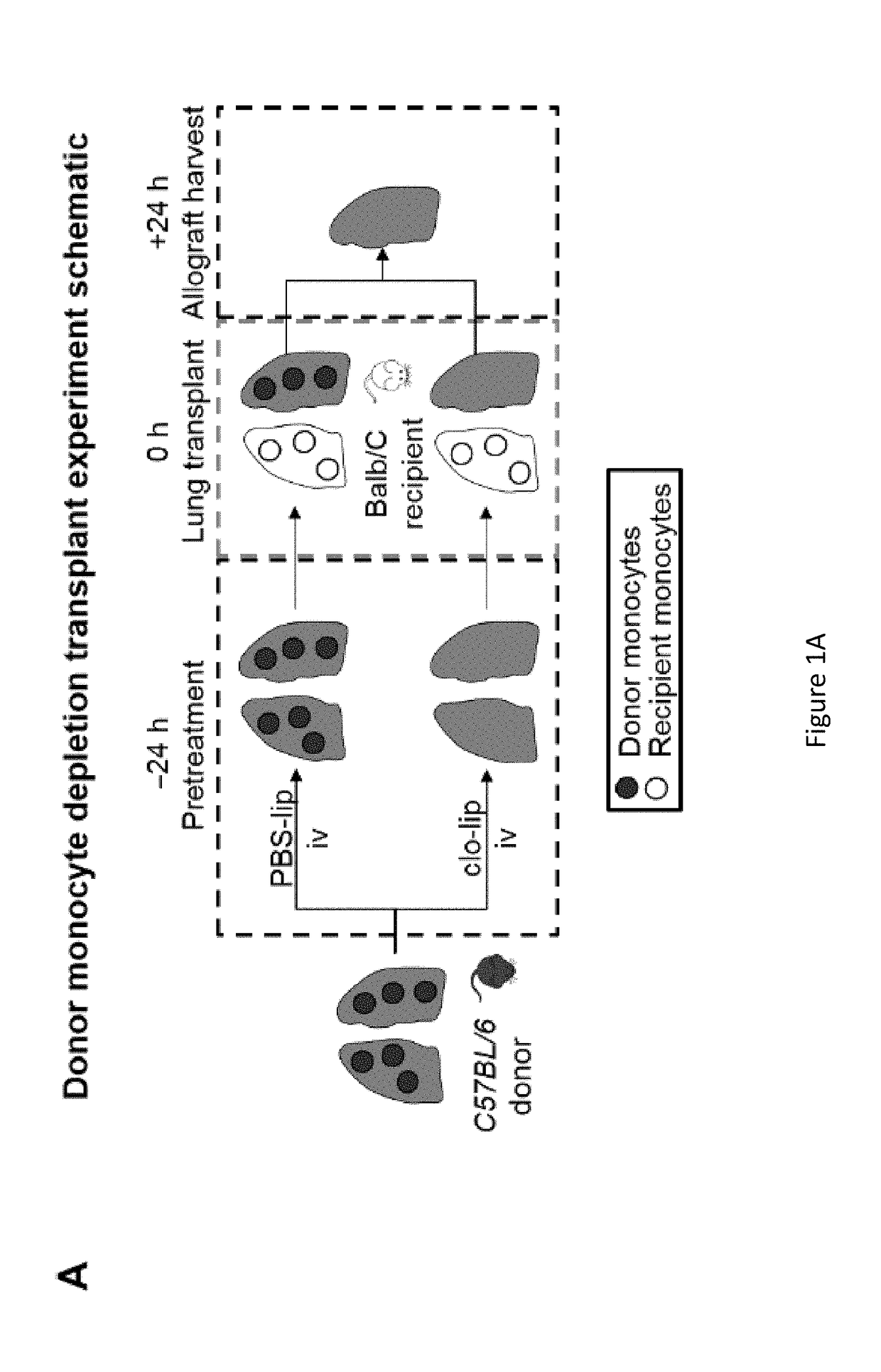 Pulmonary intravascular non-classical monocytes mediate lung transplant ischemia-reperfusion injury