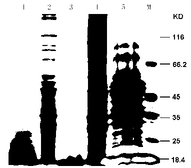 Method for extracting fungus total protein