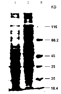 Method for extracting fungus total protein