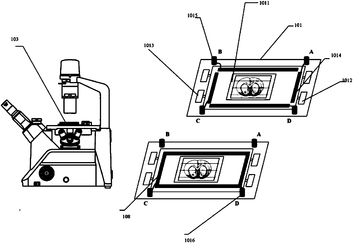 Nerve regulating and controlling method and device