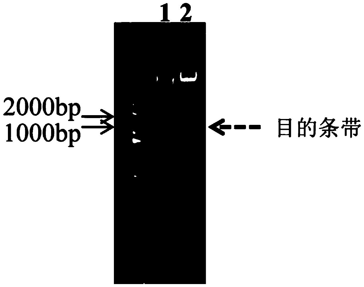 Application of Rapeseed bnbhlh60 Gene in Improving Rapeseed Yield