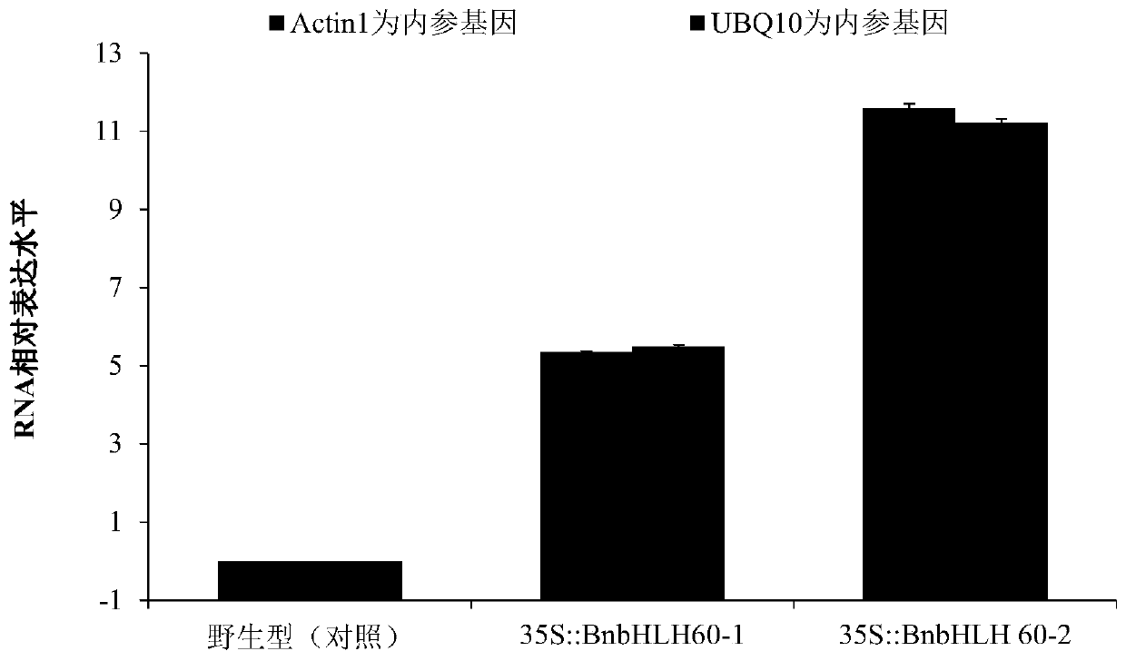 Application of Rapeseed bnbhlh60 Gene in Improving Rapeseed Yield