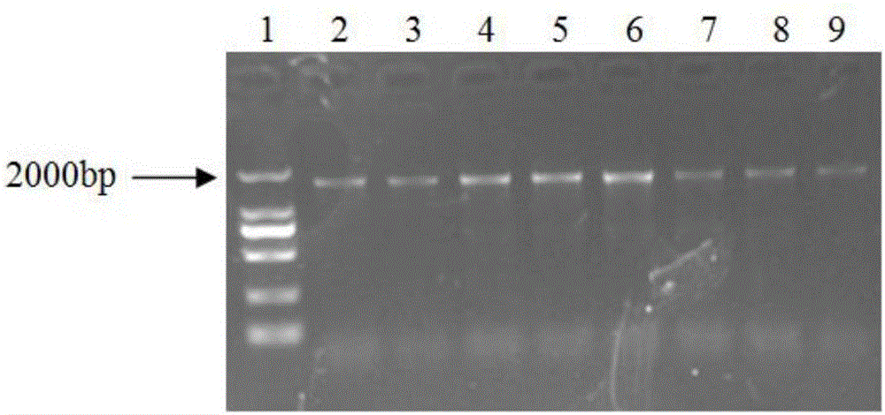 Molecular marker related with chemical resistance of shepherd's purse herbs and detection kit of molecular marker