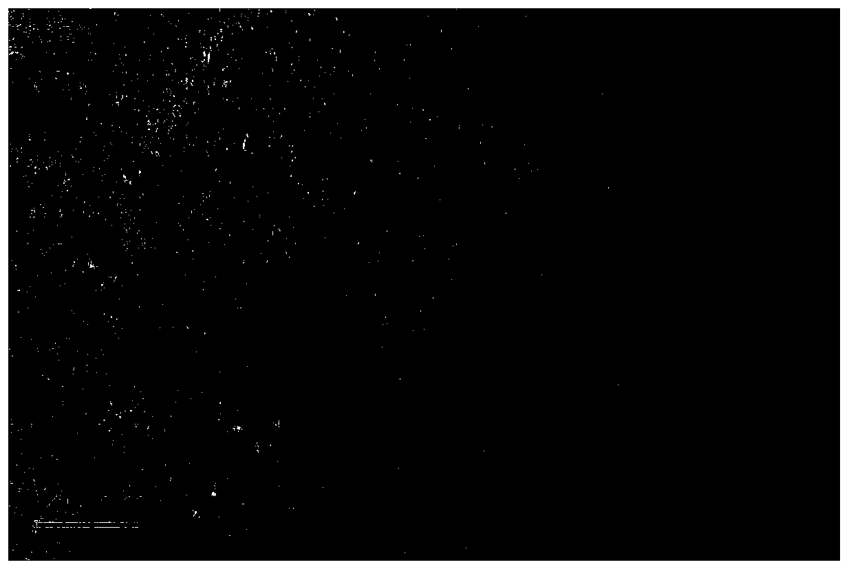 Nanoparticle liquid with oxidase activity and preparation method