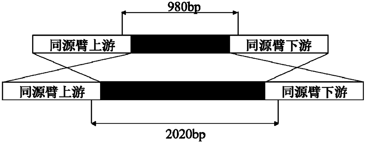 Preparation method of thermomyces PCR template